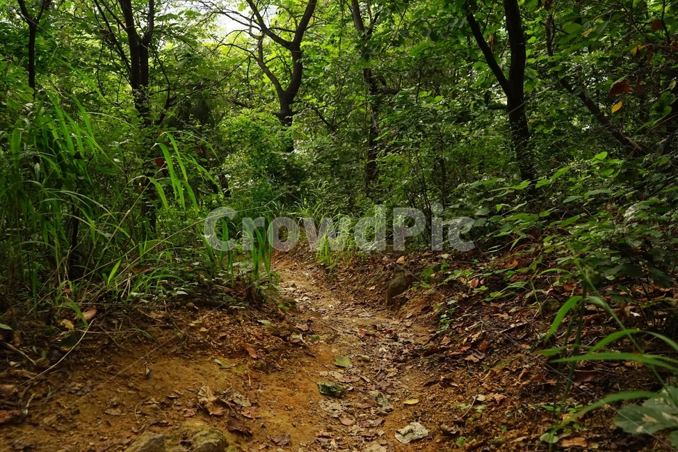 숲,자락길,나무,초록,신록,자연,woods,nature,green,cool,summer,walkaway,힐링,휴식,시원함,고요함,healing,relaxation,calm,forestbathing,freshness,자연,풍경,nature,landscape,ground,바닥,dirt road,흙길,gravel,자갈,road,도로,path,통로