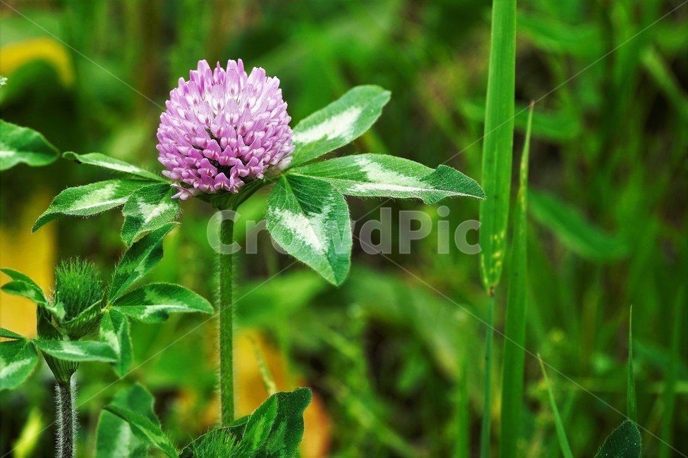 토끼풀,붉은토끼풀,귀화식물,풀,클로버,crimsonclover,grass,green,nature,plant,redclover,trifolium