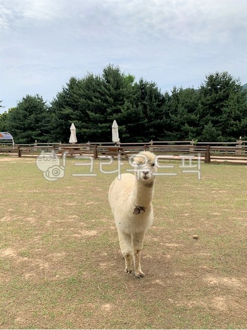 라마,알파카,초식동물,낙타과,포유류,동물,lama,animal