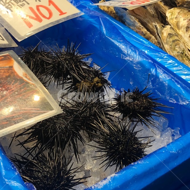 수산물,성게,시장,해산물,음식