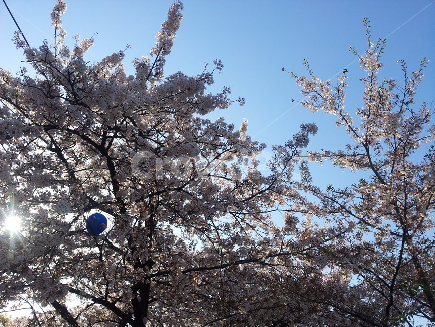 벚꽃,하늘과벚꽃,봄,하늘,분홍팝콘벚꽃,봄,계절,spring,season,plant,식물,flower,꽃,blossom