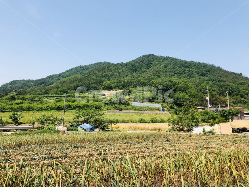 마늘,마늘밭,시골,밭,농사,밭농사,시골,마을,풍경,landscape,country,rural,town