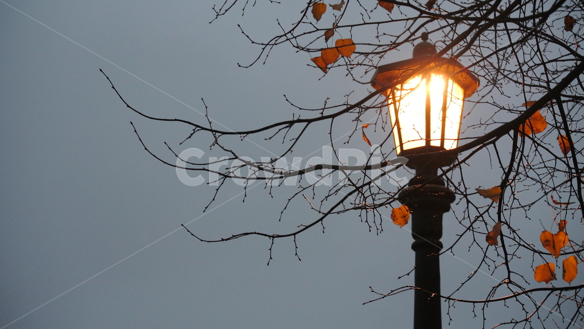 등불,가로등,빛,나무,낙엽,저녁,light,streetlamp,tree,fall,가을