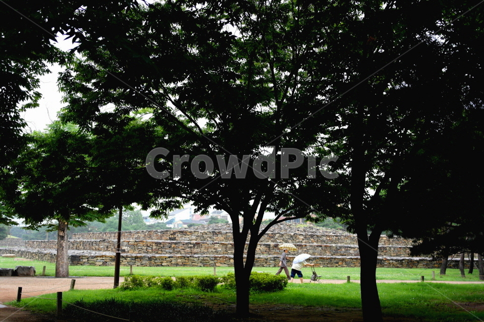 석촌동고분군,노인,숲,서울,우산,비,잔디,돌무덤,고대유적,ancient,tomb,tree,나무,plant,forest,green,그늘,seoul,식물,자연,plants,nature,나무,trees,wood