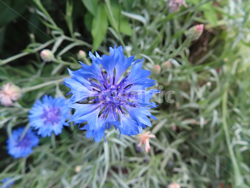피어나다,꽃,아름다움,식물,공원,귀여운,화려한,자연,comeout,flowers,beauty,plants,parks,pretty,beautiful,natural