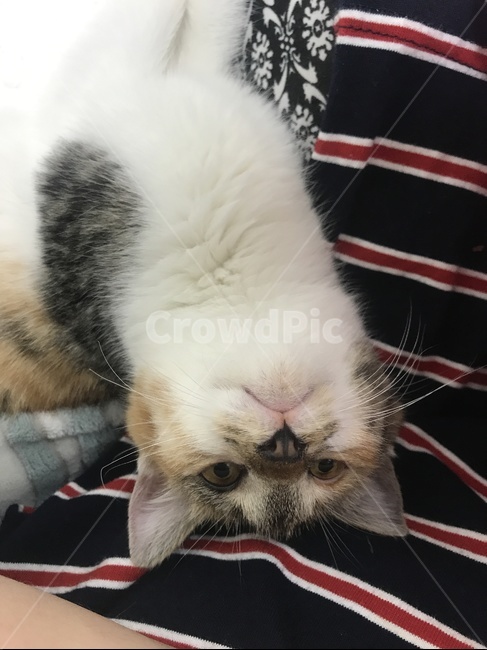 고양이,반료묘,유기묘,삼색고양이,cat,동물,animal,포유류,mammal,고양이,cat,kitten,kitty