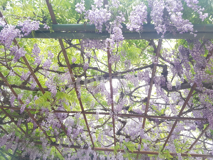 plant,식물,등나무꽃,꽃,flower,등나무,보라색꽃,식물,자연,plants,nature,꽃,flower