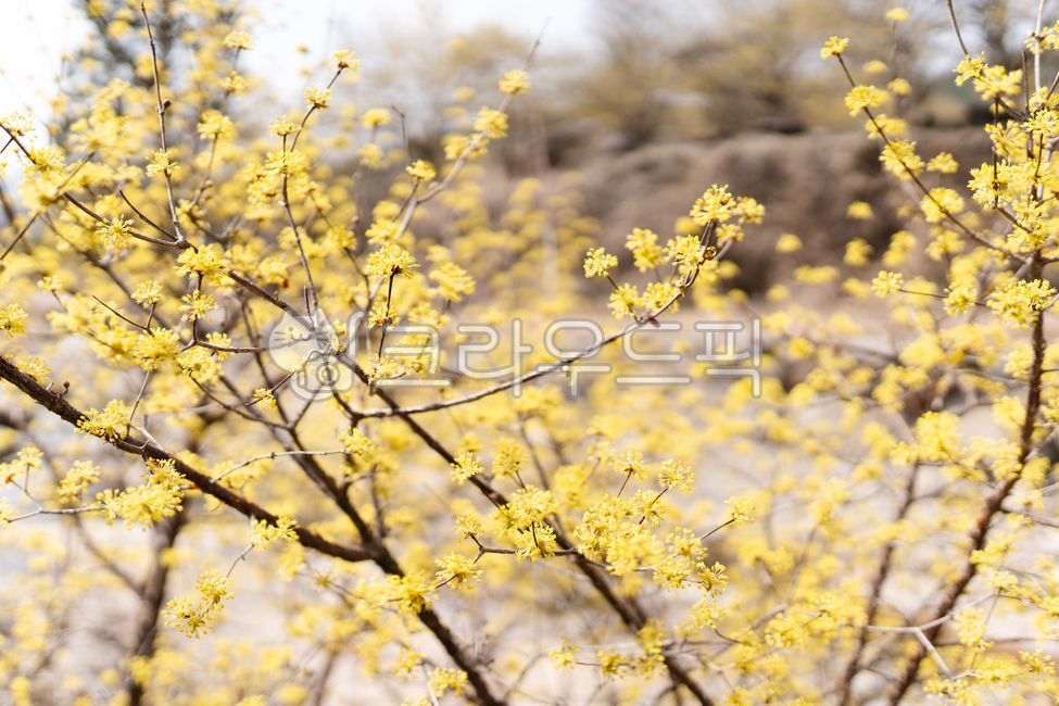 Cornus officinalis flower,Cornus officinalis,plant,yellow flower,flower