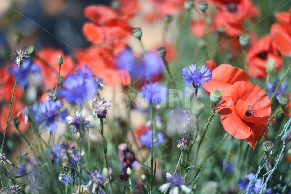 꽃,flower,flowers,양귀비꽃,꽃밭,식물