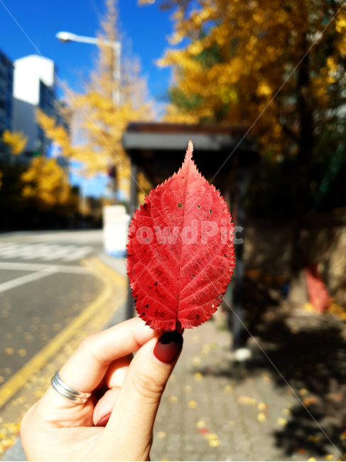 가을,단풍,은행,단풍잎,은행잎,하늘,나무,길,손,plant,식물,leaf,잎,person,사람,human,인간,가을,계절,fall,autumn,season,식물,자연,plants,nature