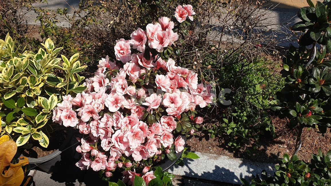 봄,꽃,클라키아,베데치아,봄꽃,봄,계절,spring,season,식물,자연,plants,nature,꽃,flower,blossom,geranium,제라늄,plant