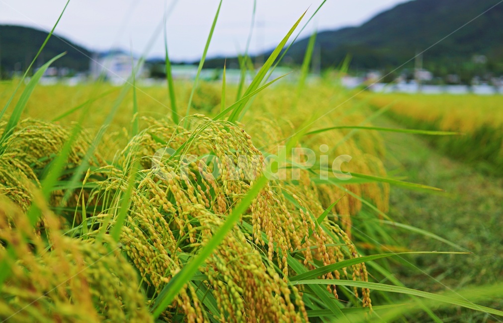 쌀,벼,가을작물,자연,nature,식물,곡류,곡식,cereals,농업,농사,agriculture,farming,farming industry