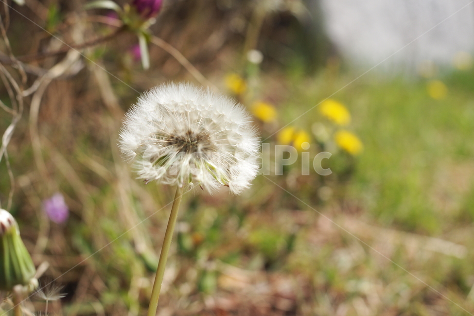 민들레홀씨,민들레,홀씨,꽃,봄,자연,씨앗,흰색,식물,식물,자연,plants,nature,꽃,flower