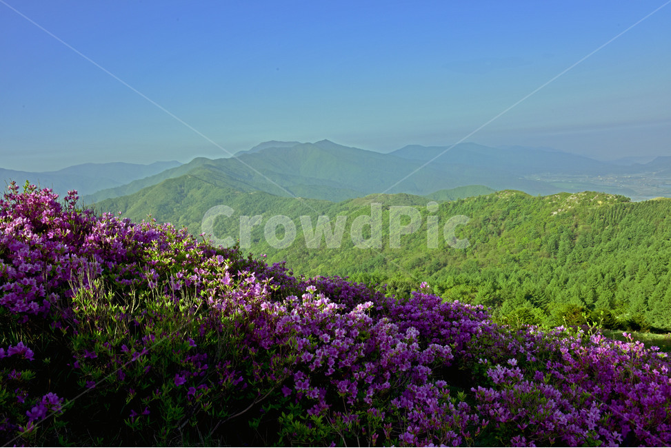 지리산,바래봉,철쭉,바래봉철쭉,산철쭉,바래봉철쭉제,자연,풍경,nature,landscape,한국자연풍경,한국자연경관,korea nature landscape,outdoors,옥외,mountain,산,mountain range,산맥