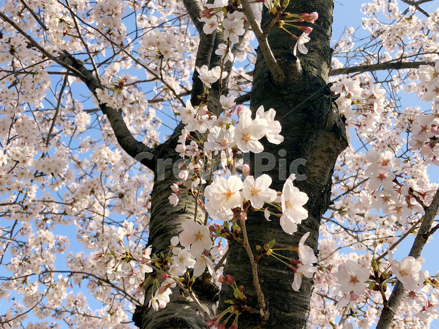 벚꽃,나무,봄,꽃,하늘,봄,계절,spring,season,식물,자연,plants,nature,꽃,flower,plant,blossom,cherry blossom