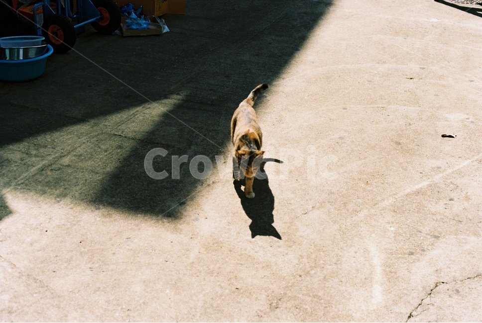 고양이,그림자,cat,길고양이,동물,아날로그,필름감성,필름,필름사진,동물,animal,포유류,mammal,고양이,cat,kitten,kitty