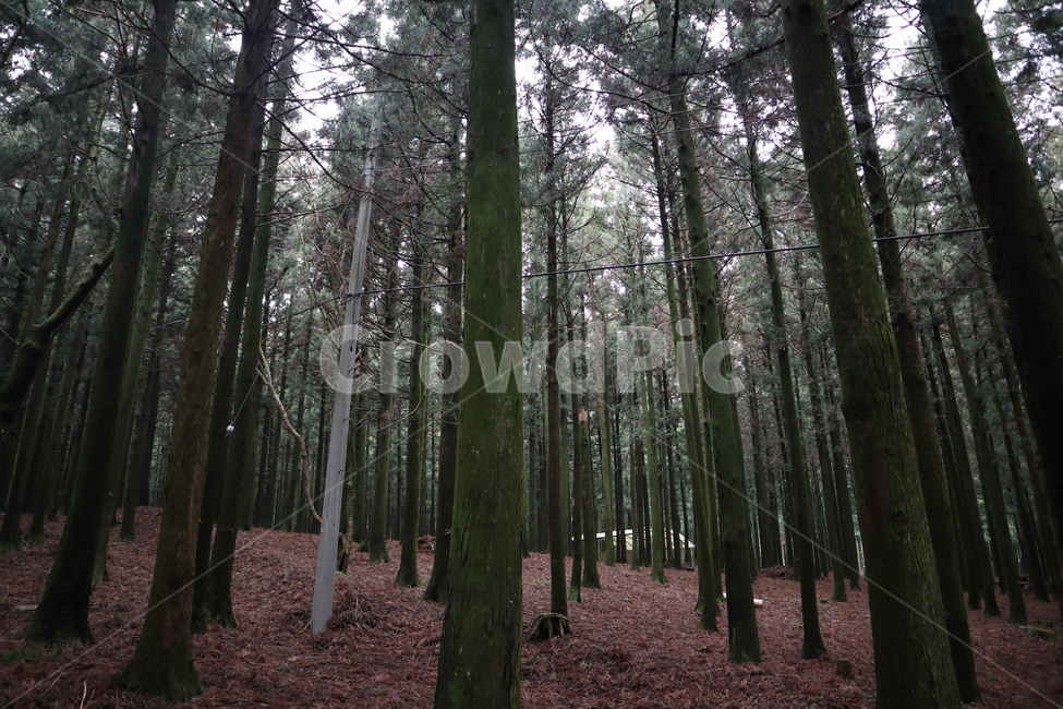 숲,식물,나무,삼림지,초목,tree,plant,vegetation,woodland,outdoors,옥외,forest,land,작은숲,grove,자연,nature