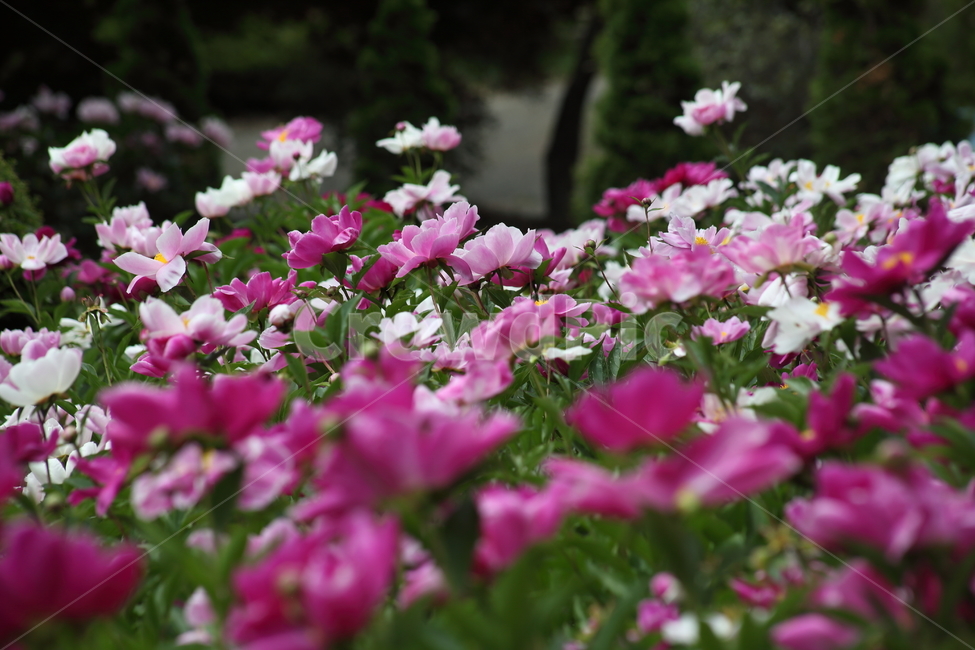 작약,꽃,봄,작약꽃,peonyroot