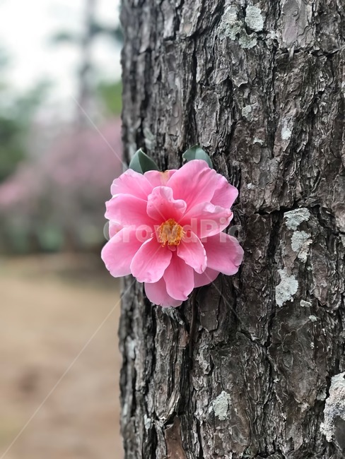 나무,풍경,꽃,피어난,피어나다,분홍꽃,flower,식물,자연,plants,nature,꽃,flower