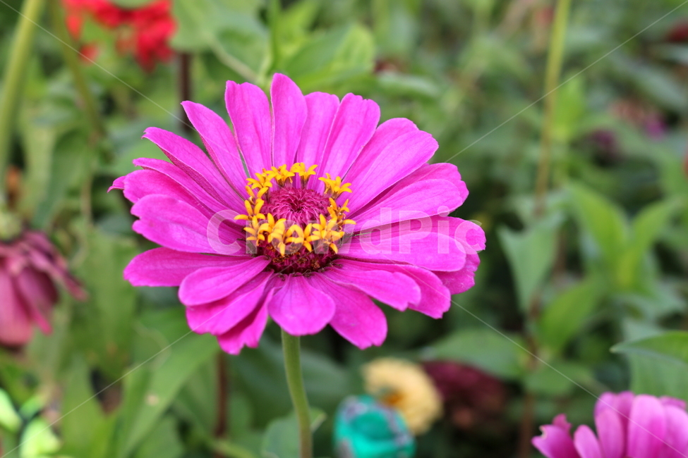 백일홍,꽃,백일홍꽃,식물,자연,국화과,식물,자연,plants,nature,꽃,flower