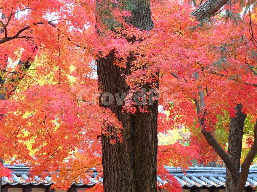 가을,계절,고궁,풍경,식물,가을,계절,fall,autumn,season,식물,자연,plants,nature,나무,trees,wood,tree,plant,leaf,잎,maple,단풍