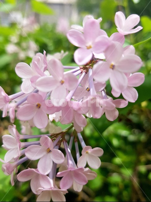 봄,봄꽃,라일락,꽃,꽃잎,꽃술,분홍,화사한,만개,lilac,flower,springflower,pink,blossom,봄,계절,spring,season,식물,자연,plants,nature,꽃,flower,plant