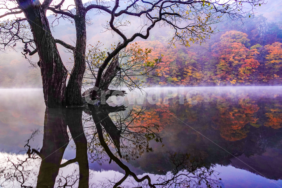 자연,나무,water,주산지,단풍,가을,가을,계절,fall,autumn,season