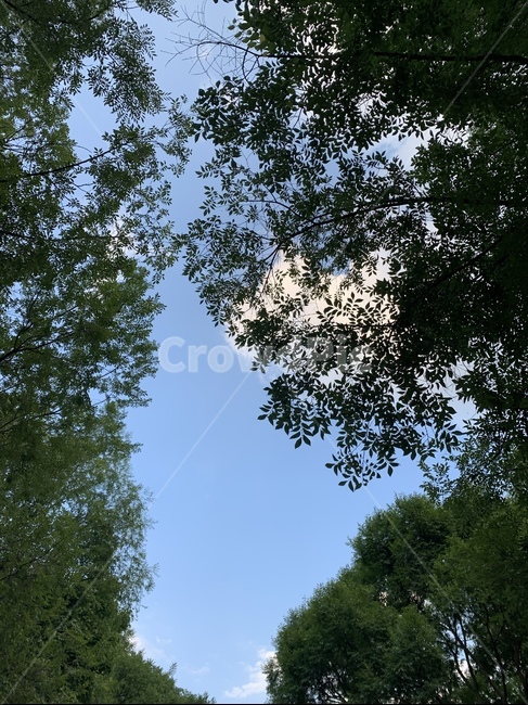 tree,나무,plant,식물,하늘,sky