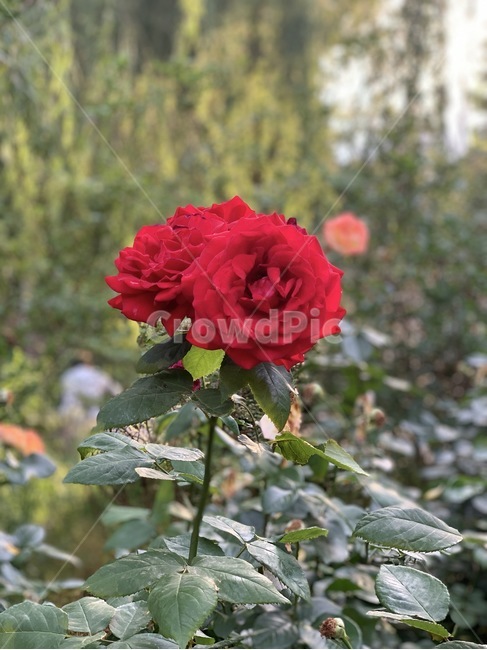 장미,식물,꽃,빨간색,rose,flower,blossom,식물,자연,plants,nature,꽃,flower