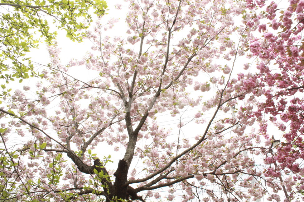 spring flowers,spring,Double cherry blossoms,plant,cherryblossoms,flower