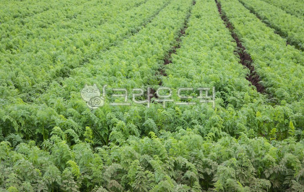 당근,당근밭,당근농장,농장,시골풍경,농촌풍경,밭,들,반찬,자연,풍경,식물,가을,풍년,제주도,제주도풍경,야채,채소,식품,음식,farm,countryside,rurallandscape,field,sidedish,scenery,plant,autumn,bountifulharvest,jejulsland,jejulslandscenery,nature,carrot,carrotfield,carrotferm