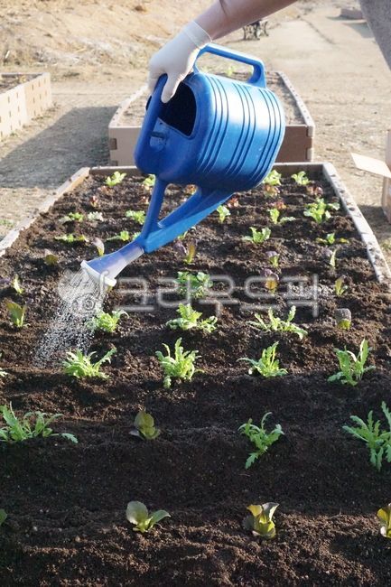 대형물조리개,대형물뿌리개,물을주다,텃밭,소형텃밭,도시농부,농부가물을주다,야채,채소,기르다,재배하다,봄,싹을틔우다,물을뿌리다,소규모텃밭,텃밭가꾸기,도시농업,체험텃밭,체험농장,농업,초록빛새싹,새싹,모종,식목일,식목일기념