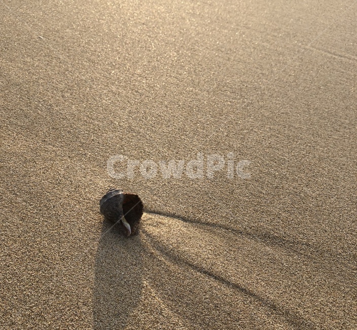 백사장,모래사장,소라,고동,소라고동,바닷가,outdoors,옥외,sand,모래,nature,자연,바다