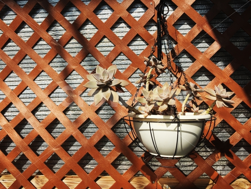 꽃,화분,분위기,빛,따뜻함,식물,자연,plants,nature,꽃,flower
