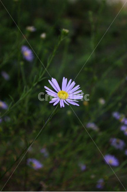 쑥부쟁이,꽃,flower,식물,plant,식물,자연,plants,nature,꽃,flower