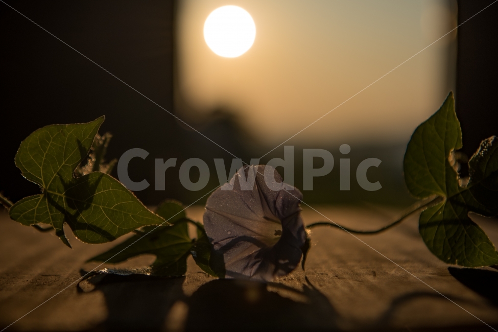 일출,나팔꽃,꽃,감성,연출사진,식물,자연,plants,nature,꽃,flower,감성,sensible,feeling,연출,컨셉,콘셉,direction,concept