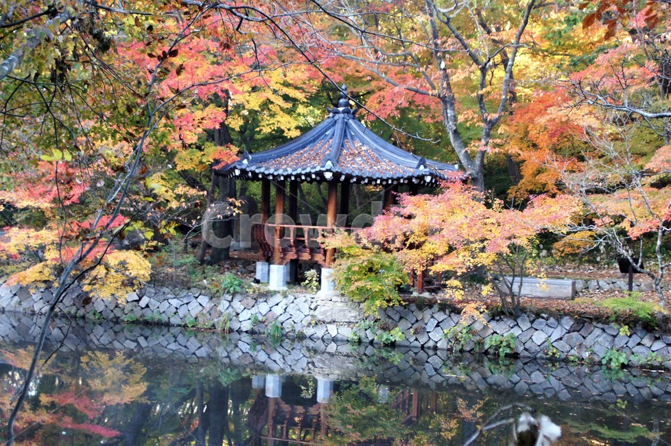 가을,단풍,자연,나무,식물,저수지,그림자,정자,산속,autumn,season,trees,nature,풍경,자연풍경,감성,emotion,가을,계절,fall,autumn,season,tree,plant,leaf,잎