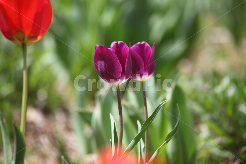 튤립,구근초,꽃,백합과,tulip