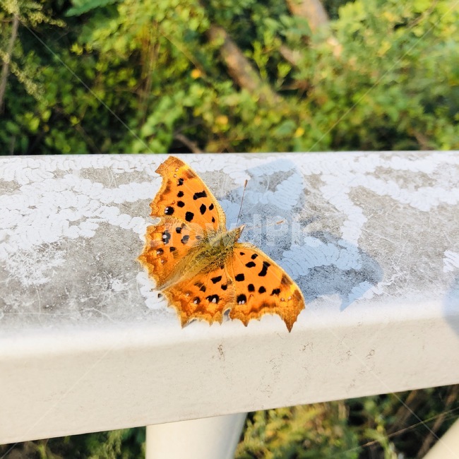 나비,호랑나비,자연,곤충,nature,동물,animal,곤충,벌레,insect,bug