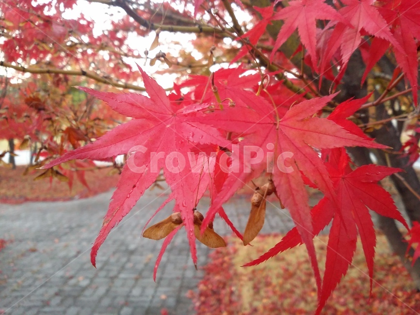plant,식물,leaf,잎,tree,나무,maple,단풍,가을,계절,fall,autumn,season