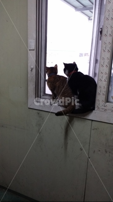 고양이,뒷모습,뒷태,두마리,냥이,창틀,포유류,mammal,고양이,cat,kitten,kitty