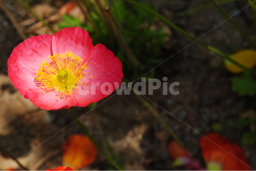 자연,꽃,양귀비꽃,양귀비,분홍꽃,식물,자연,plants,nature,꽃,flower