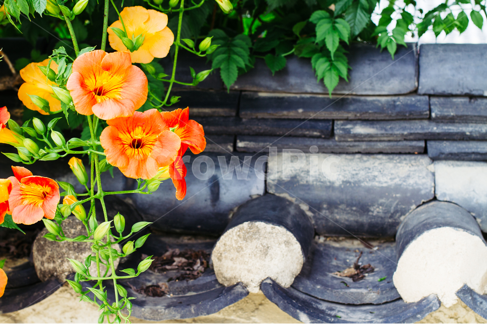 능소화,꽃,식물,기와,풍경,한국전통,한국문화,korean traditional,korean culture,식물,자연,plants,nature,꽃,flower,건축물,건물외관,exterior,building,structure,architecture,construction