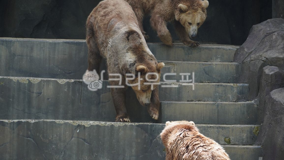 곰, bear, 동물원, 자연, 동물, 사진,이미지,일러스트,캘리그라피 - BingBing작가
