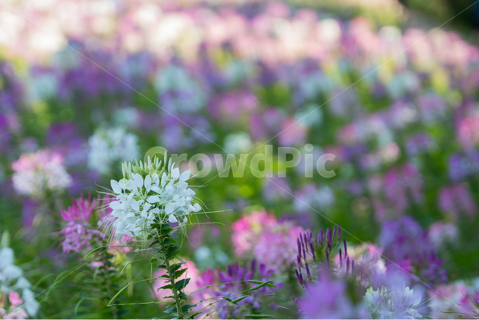 풍접초,꽃,배경,감성,사진,flower,photo,감성사진,꽃사진,식물,자연,plants,nature,꽃,flower
