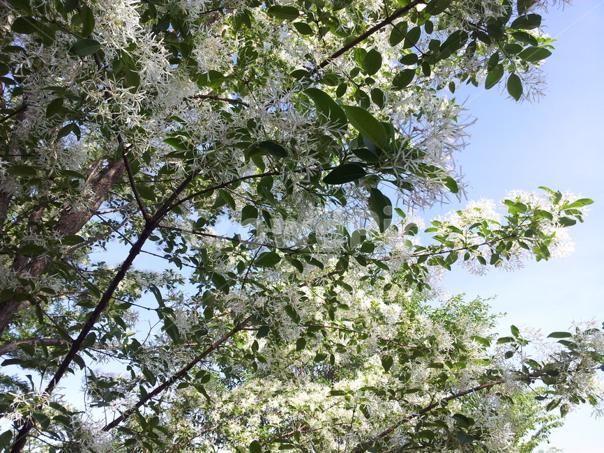 plant,식물,tree,나무,꽃,봄,구름,하늘,나들이
