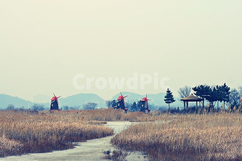 풍차,갈대,자연배경,바람,겨울,억새,잡초,가을,계절,fall,autumn,season,자연,풍경,nature,landscape,산업,industry,industrial,에너지산업,energy industry,outdoors,옥외,land,땅