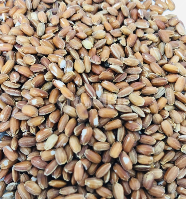 적미,redrice,쌀,곡물,곡식,cereals,음식,식재료,요리,food,cook,meal,dishes,food reserves,곡류,곡식,cereals