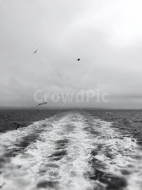 갈매기,바다,배,삽시도,섬여행,풍경,자연,풍경,nature,landscape,흑백,모노톤,monochrome,black and white,ocean,대양,water,물,sea,outdoors,옥외