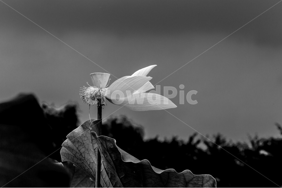 연꽃,문양,바람,무늬,연잎,식물,자연,plants,nature,꽃,flower,흑백,모노톤,monochrome,black and white